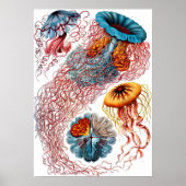 Poster Ernst Haeckel Discomedusae (Devant)