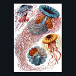 Poster Ernst Haeckel Discomedusae<br><div class="desc">Ernst Haeckel Discomedusae</div>