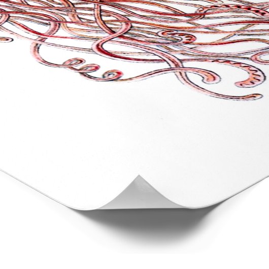 Poster Ernst Haeckel Discomedusae (Coin)