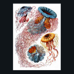 Poster Ernst Haeckel Discomedusae<br><div class="desc">La 8ème Plaque de Kunstformen der Natur d'Ernst Haeckel de 1904. Cette impression présente divers poissons de gelée.</div>