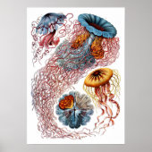 Poster Ernst Haeckel Discomedusae (Devant)