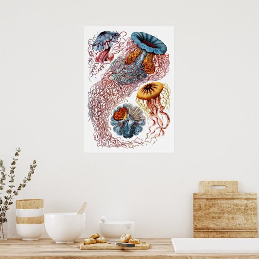 Poster Ernst Haeckel Discomedusae (Cuisine)