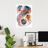 Poster Ernst Haeckel Discomedusae (Bureau à domicile)