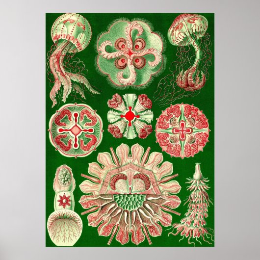 Poster Ernst Haeckel - Discomedusae5 (Devant)