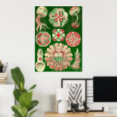 Poster Ernst Haeckel - Discomedusae5 (Bureau à domicile)