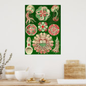 Poster Ernst Haeckel - Discomedusae5 (Cuisine)