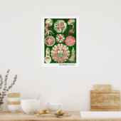 Poster Ernst Haeckel Discomedusae (Aurelia) (Cuisine)