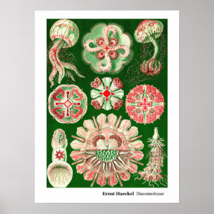 Poster Ernst Haeckel Discomedusae (Aurelia)