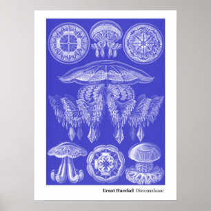 Poster Ernst Haeckel Discomedusae III