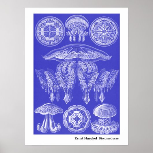Poster Ernst Haeckel Discomedusae III (Devant)