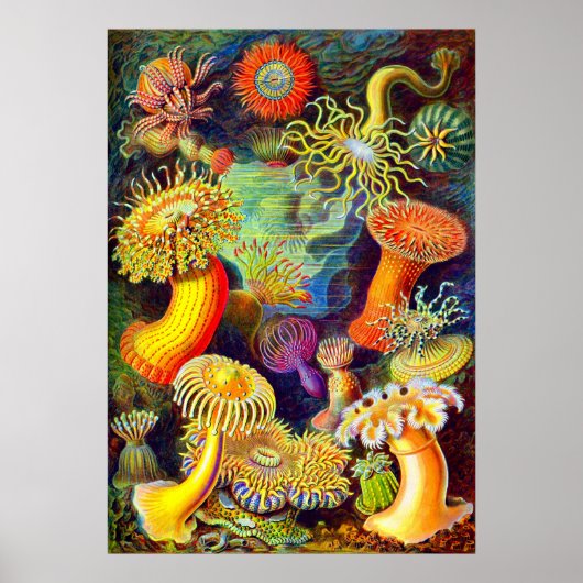 Poster Ernst Haeckel et ses anémones (Devant)