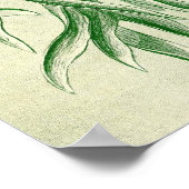 Poster Ernst Haeckel - Filicinae (Coin)