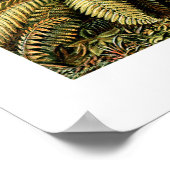 Poster Ernst Haeckel Filicinae (Coin)