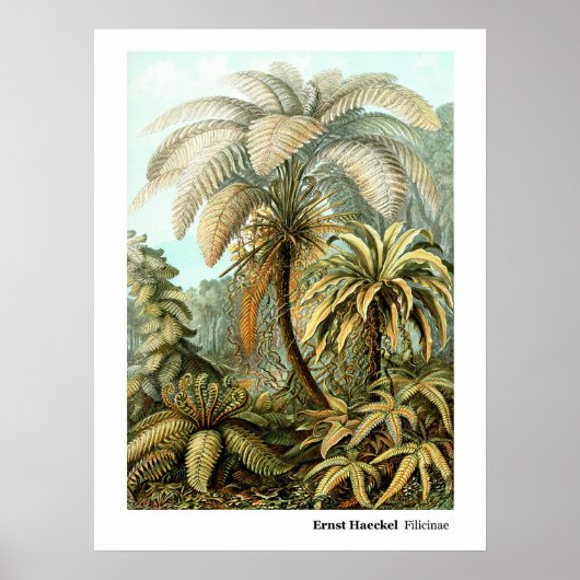 Poster Ernst Haeckel Filicinae (Devant)