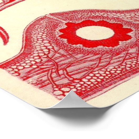 Poster Ernst Haeckel - Florideae (Coin)