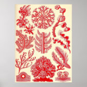 Poster Ernst Haeckel - Florideae (Devant)