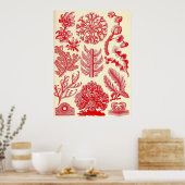 Poster Ernst Haeckel - Florideae (Cuisine)