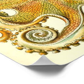 Poster Ernst Haeckel - Gamochonia (Coin)