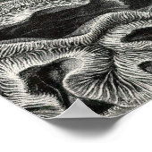 Poster Ernst Haeckel - Hexacoralla2 Coral (Coin)