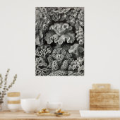 Poster Ernst Haeckel - Hexacoralla2 Coral (Cuisine)