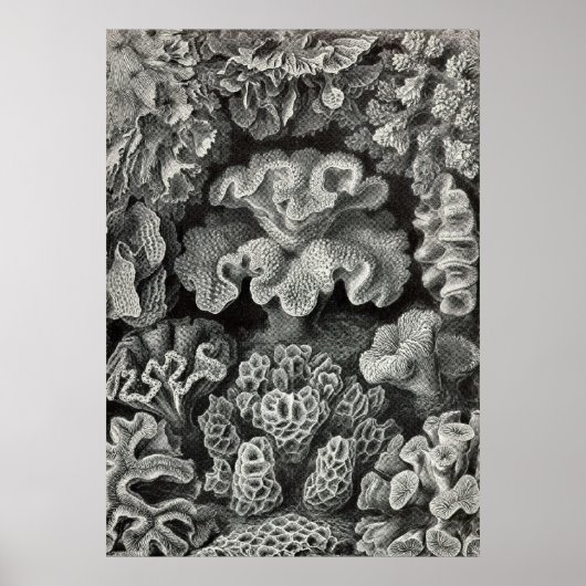 Poster Ernst Haeckel - Hexacoralla2 Coral (Devant)