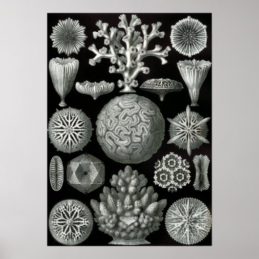 Poster Ernst Haeckel Hexacorallia Coral (Devant)