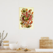 Poster Ernst Haeckel Kunstformen der Natur Nepenthaceae (Cuisine)