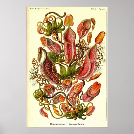 Poster Ernst Haeckel Kunstformen der Natur Nepenthaceae (Devant)