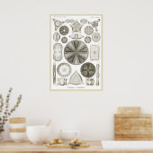 Poster Ernst Haeckel - Kuntsformen der Nature - Tafel 4 (Cuisine)