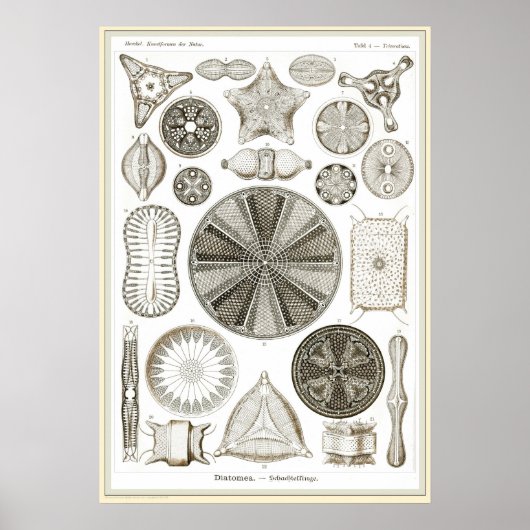 Poster Ernst Haeckel - Kuntsformen der Nature - Tafel 4 (Devant)
