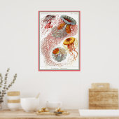 Poster Ernst Haeckel - Kuntsformen der Nature - Tafel 8 (Cuisine)