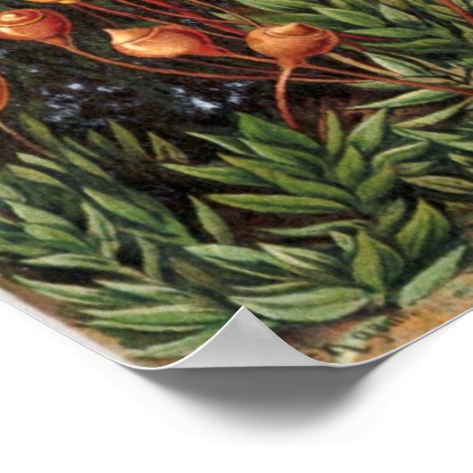 Poster Ernst Haeckel Muscinae (Coin)