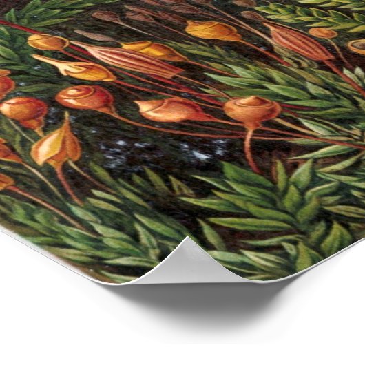 Poster Ernst Haeckel - Muscinae (Coin)