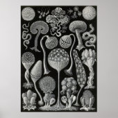 Poster Ernst Haeckel - Mycetozoa (Devant)