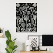 Poster Ernst Haeckel - Mycetozoa (Bureau à domicile)