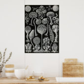 Poster Ernst Haeckel - Mycetozoa (Cuisine)