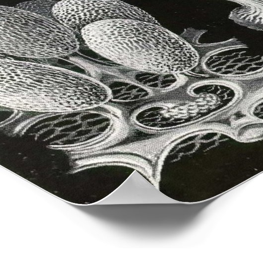 Poster Ernst Haeckel - Mycetozoa (Coin)