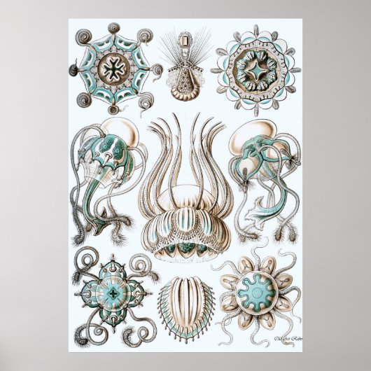 Poster Ernst Haeckel ~ Narcomedusae (Devant)