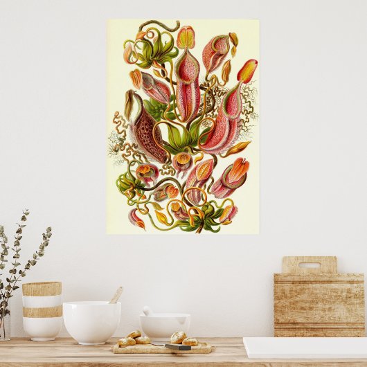 Poster Ernst Haeckel - Nepenthaceae (Cuisine)