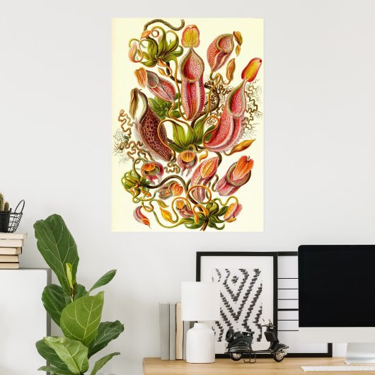 Poster Ernst Haeckel - Nepenthaceae (Bureau à domicile)