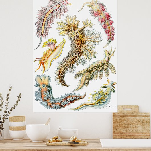 Poster Ernst Haeckel ~ Nudibranchia (Cuisine)