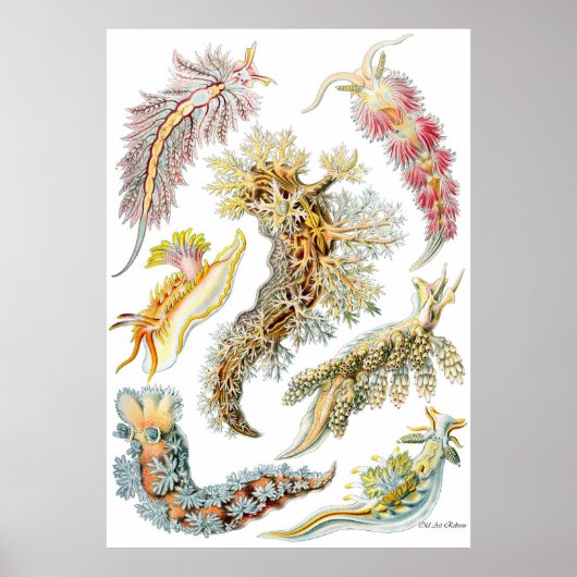 Poster Ernst Haeckel ~ Nudibranchia (Devant)