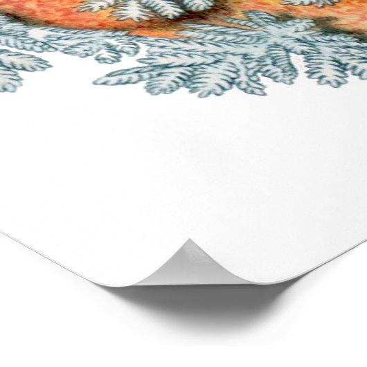 Poster Ernst Haeckel ~ Nudibranchia (Coin)