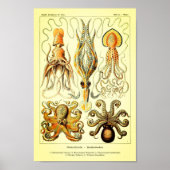 Poster Ernst Haeckel Octopus (Devant)