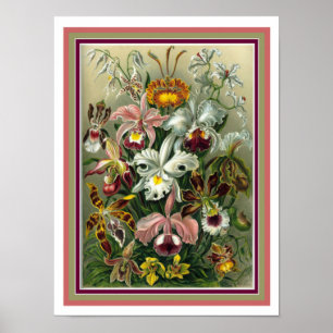 Poster Ernst Haeckel "Orchida" Botanique Imprimer 12 x 16