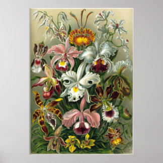 Poster Ernst Haeckel Orchidae