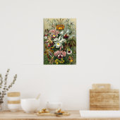 Poster Ernst Haeckel - Orchidae (Cuisine)