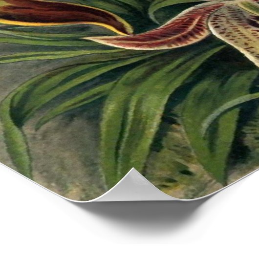 Poster Ernst Haeckel - Orchideae (Coin)
