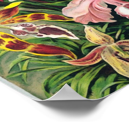 Poster Ernst Haeckel - Orchidées (Coin)