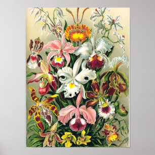 Poster Ernst Haeckel - Orchidées